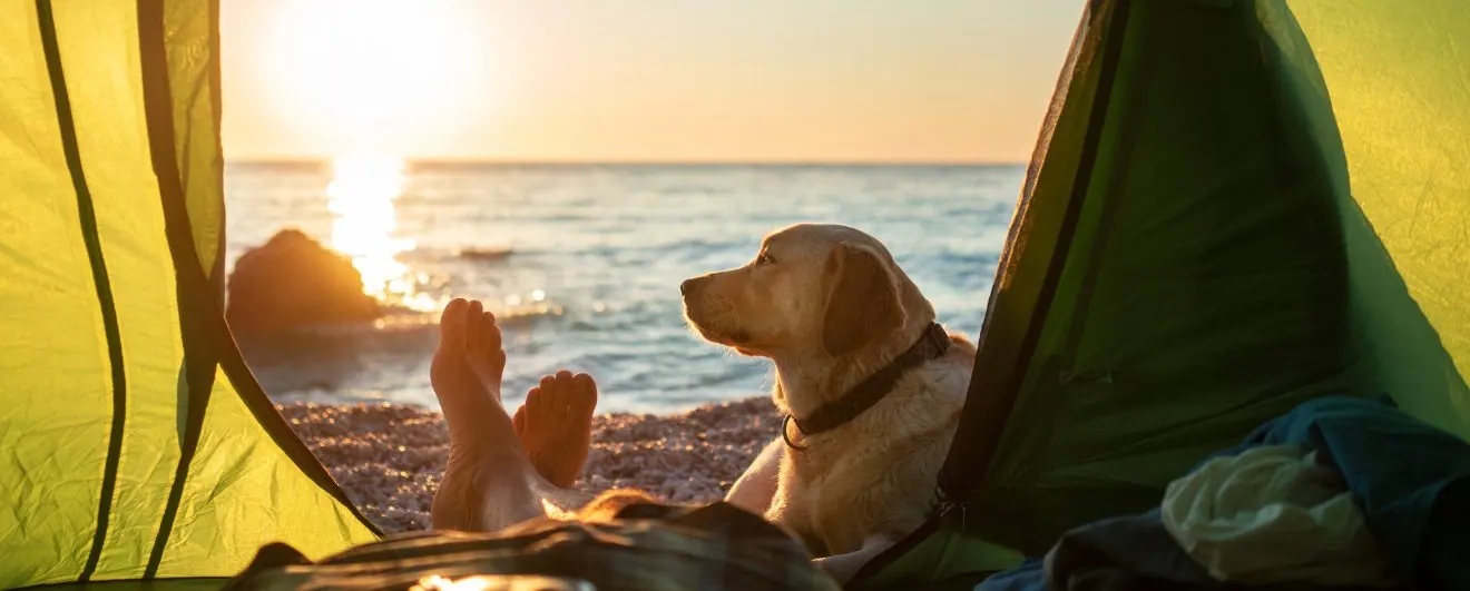 Pros and Cons of Living in Virginia Beach: camping with dog